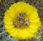 Bee-utiful bees close-up 4/18