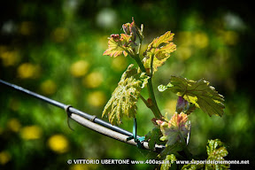 14 aorile 2016 Castagnole Monferrato - fotografia di Vittorio Ubertone