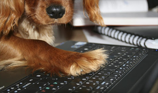 Dog surfing the Internet