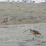 Reserva de la Biosfera del Vizcaíno -  Guerrero Negro, Baja Califórnia  - México