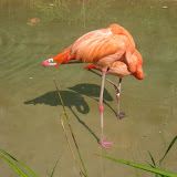 A sleeping pink flamingo at the Nashville Zoo 09032011