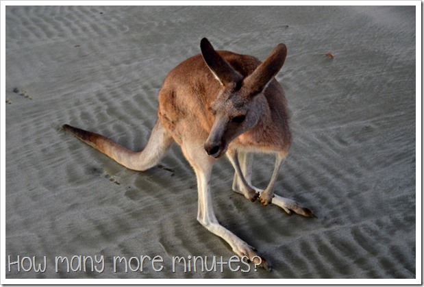 Sunrise With the Wallabies, Cape Hillsborough NP | How Many More Minutes?