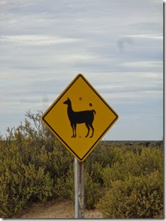 attention guanacos
