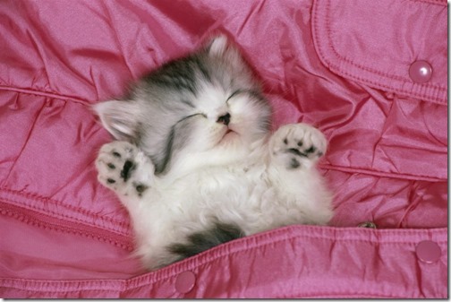gato durmiendo panza arriba con cama de color rosa 