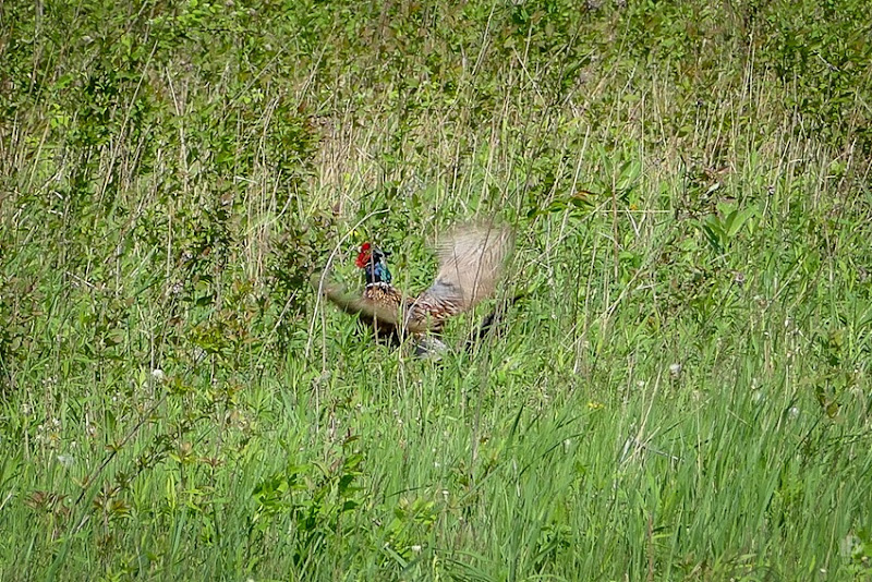 P1040405 Ring-necked Pheasant