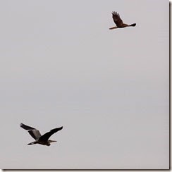 Marsh Harrier and Heron