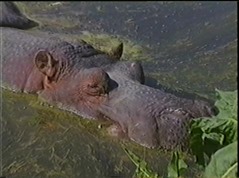 1998.06.23-009 hippopotame