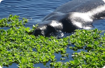 manatee