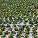 Campos de morango - estrada para Monterey, Califórnia, EUA