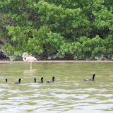 Flamingo e patos na Ria de Celestun, México
