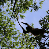 Macaco aranha - Laguna de Apoyo, Nicarágua