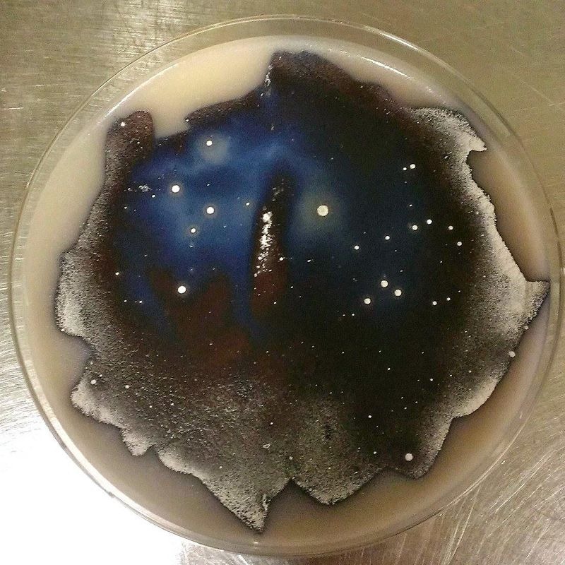 agar-art-contest-5