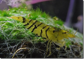 tep tiger vang – tep cop vang – caridina cantonensis sp