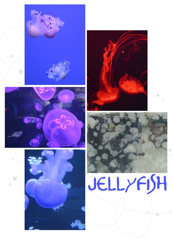 [5-in-5-jellyfish%255B4%255D.jpg]