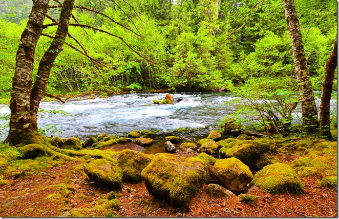 McKenzie River View 1