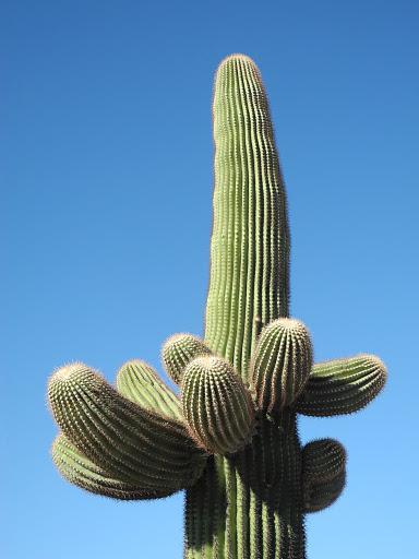 Arizona Phoenix Desert Garden