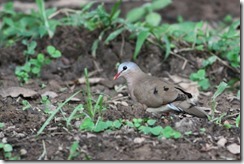 Blue-spotted Wood-dove