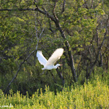 Reserva de aves - Kihei, Havaí, EUA