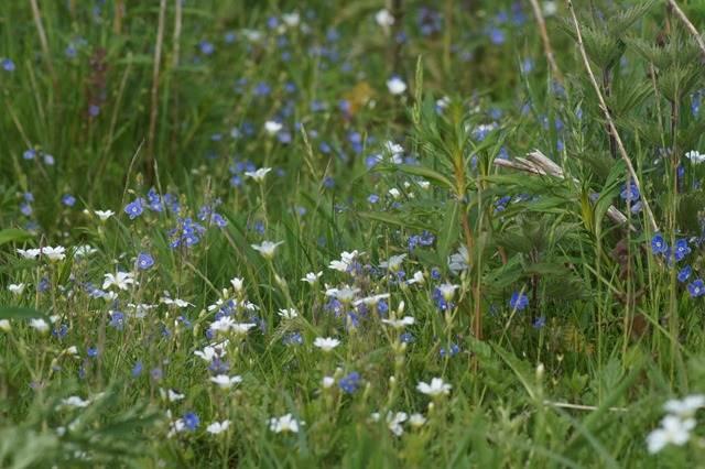 Norfolk countryside in spring