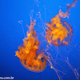 Águas-vivas - Aquário de Monterey, Califórnia, EUA