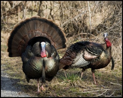 Wild Turkey (Meleagris gallopavo)