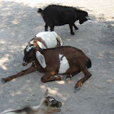 Goats at the Nashville Zoo 09032011