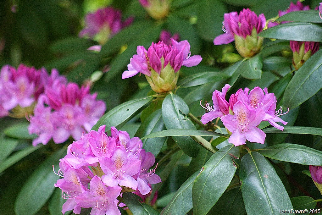 [Rhododendron%2520Lavender%255B9%255D.jpg]