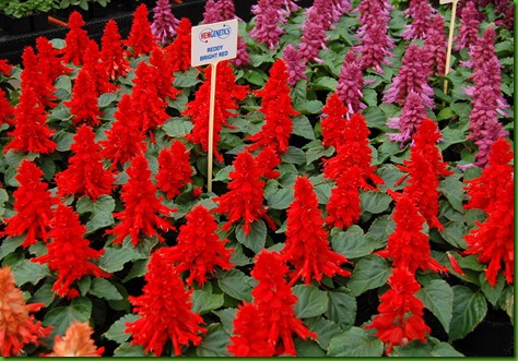 Salvia Fogo