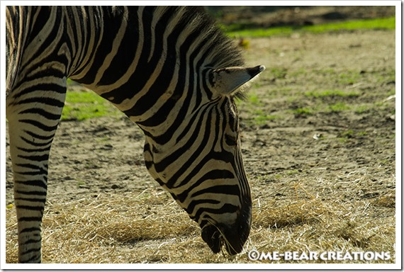 Zebra_03