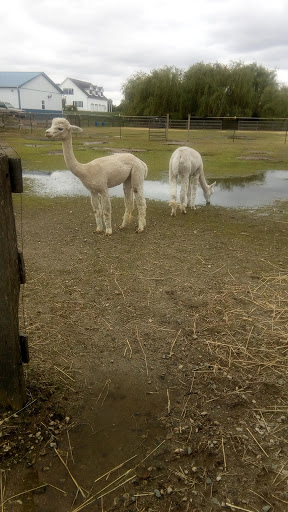 Farm «Painted Sky Alpaca Farm & Fiber Mill», reviews and photos, 95 Knight House Ln, Earleville, MD 21919, USA