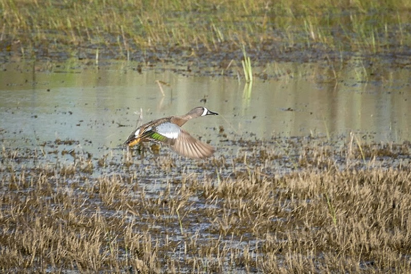 Blue-winged Teal in Flight P1020182