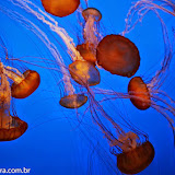 Águas-vivas - Aquário de Monterey, Califórnia, EUA