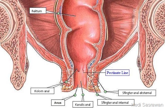 anatomi anus