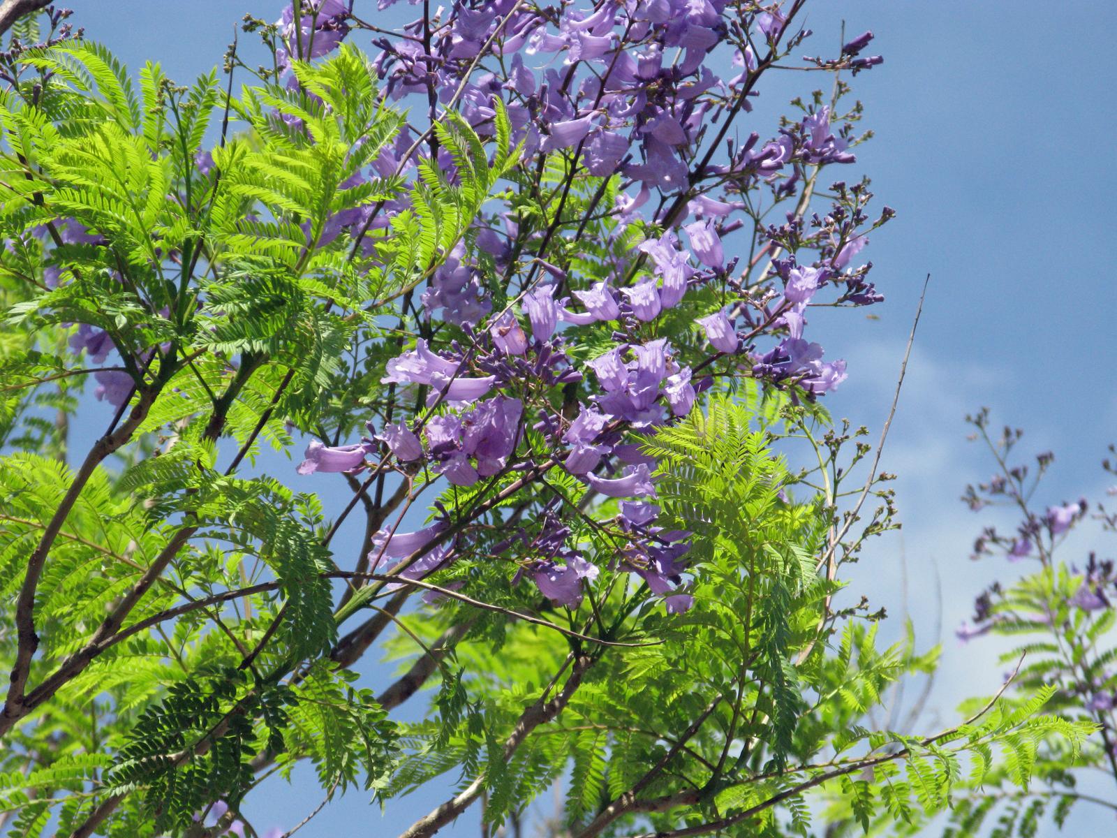 But, the jacaranda tree was a