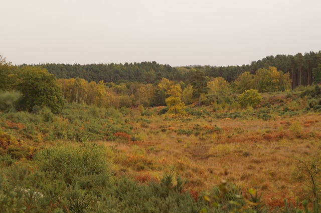 Holt country park Norfolk in autumn