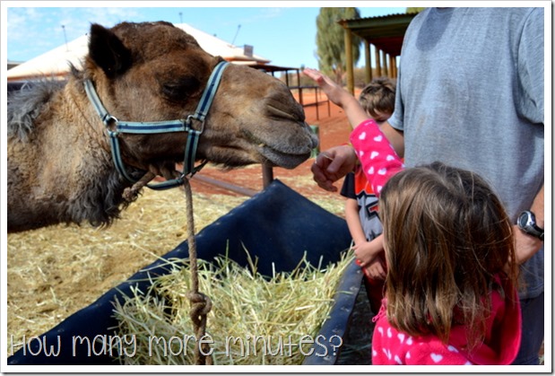 The Camel Farm at Yulara | How Many More Minutes?