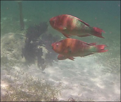 two Parrot Fish