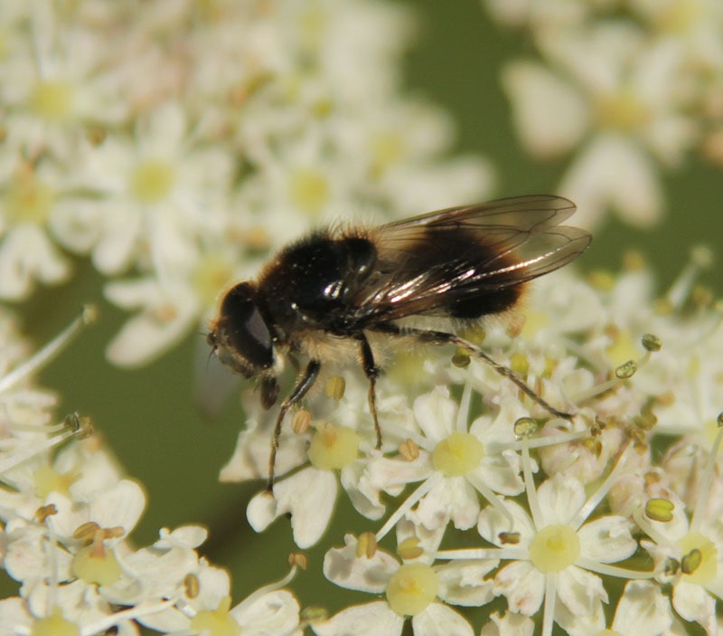 [1-hoverfly-1%255B2%255D.jpg]