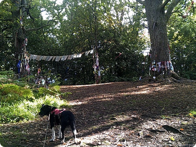 fairy dell on doon hill aberfoyle 028