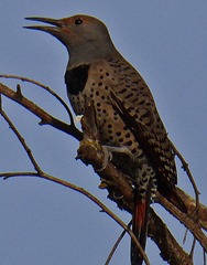 Northern Flicker Woodpecker