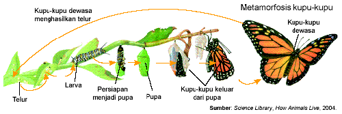 gambar metamorfosis kupu kupu