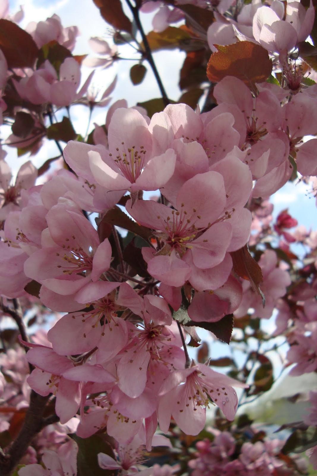 mini cherry blossom tree