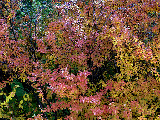 Fall Colors 2008, 2009