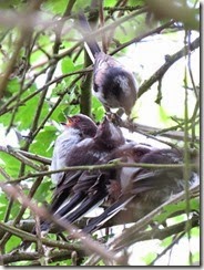 Long-tailed Tits