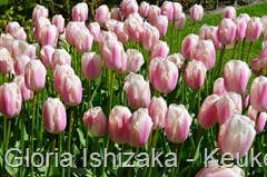 Glória Ishizaka - Keukenhof 2015 - tulipa 18