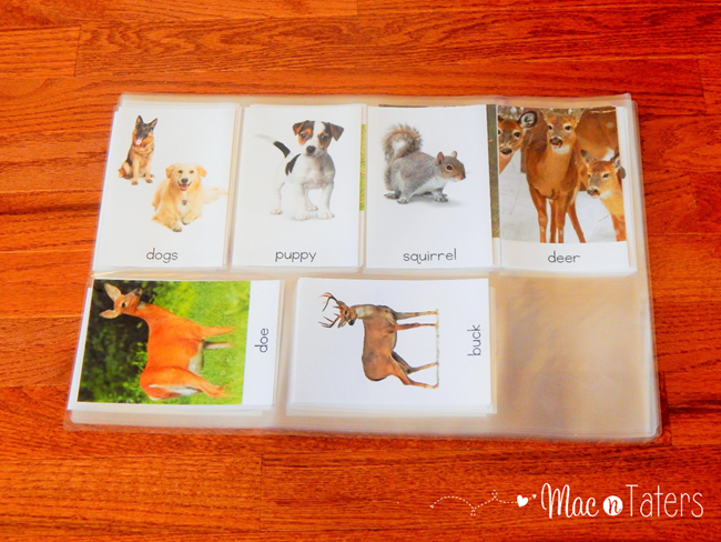 montessori animal cards1