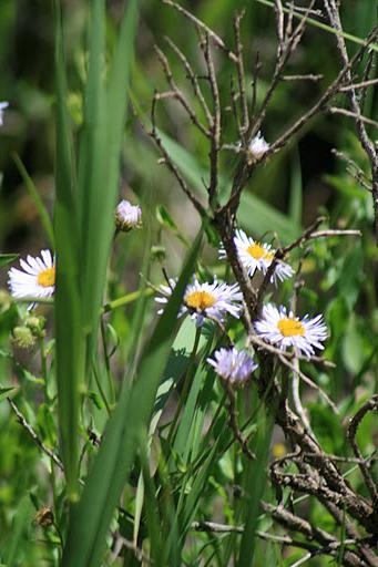 wild flowers. Jul 16, 2009