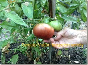 Tomato Vorlon