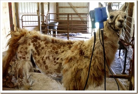 Llama, Shearing