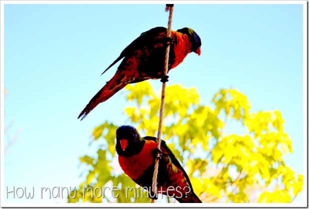 Breakfast With the Birds | How Many More Minutes?